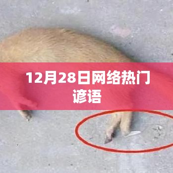 12月28日网络流行谚语汇总