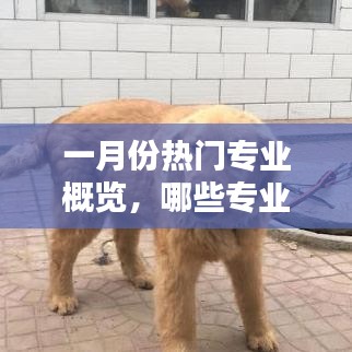 一月份热门专业聚焦，哪些专业成为焦点？