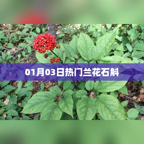 兰花石斛最新热门资讯，01月03日动态更新