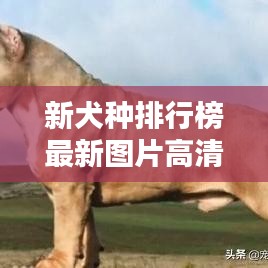 新犬种排行榜最新图片高清：新品种宠物狗 