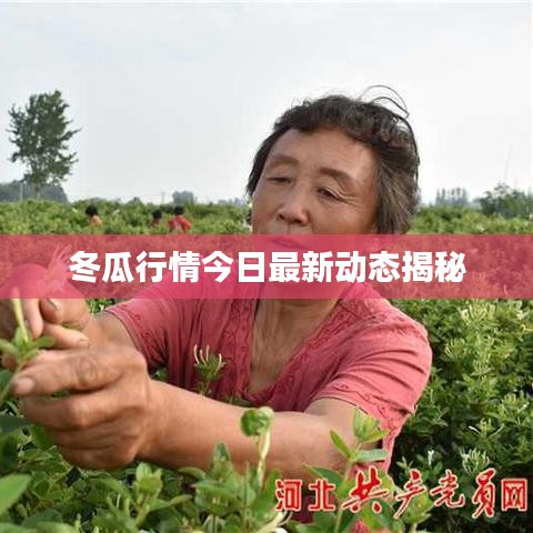 冬瓜行情今日最新动态揭秘
