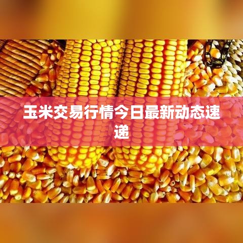 玉米交易行情今日最新动态速递