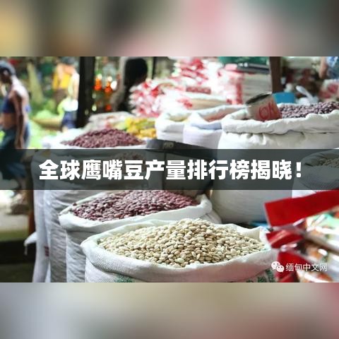 全球鹰嘴豆产量排行榜揭晓！