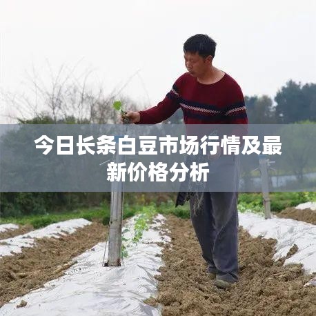 今日长条白豆市场行情及最新价格分析