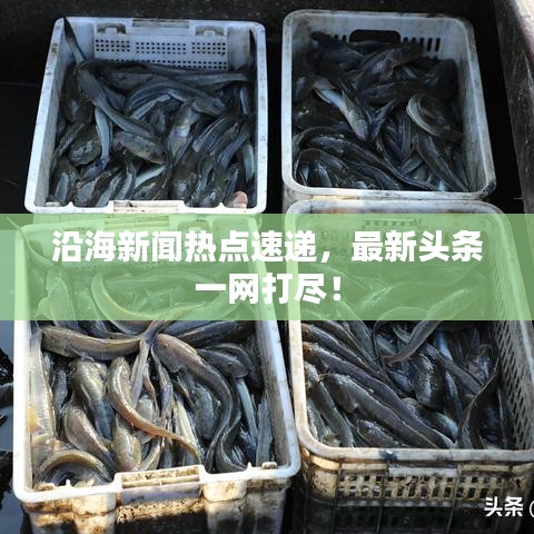 沿海新闻热点速递，最新头条一网打尽！