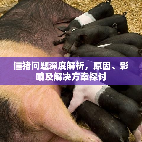 僵猪问题深度解析，原因、影响及解决方案探讨