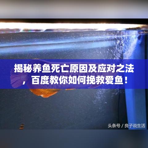 揭秘养鱼死亡原因及应对之法，百度教你如何挽救爱鱼！