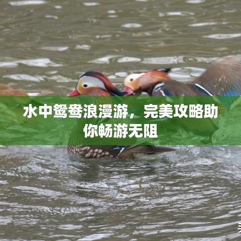 水中鸳鸯浪漫游，完美攻略助你畅游无阻