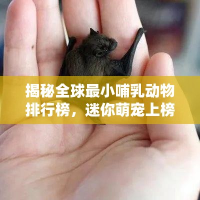 虚张声势 第2页