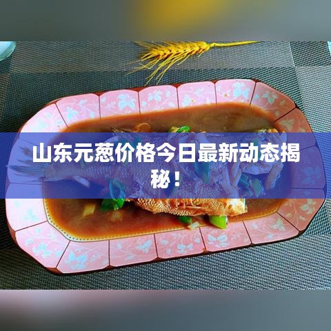 山东元葱价格今日最新动态揭秘！