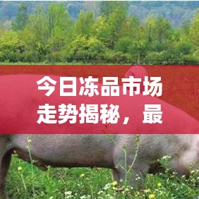 今日冻品市场走势揭秘，最新报价与消费者关注焦点
