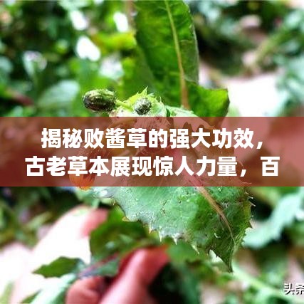 揭秘败酱草的强大功效，古老草本展现惊人力量，百度官网权威解读