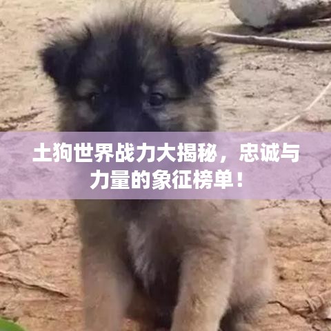土狗世界战力大揭秘，忠诚与力量的象征榜单！