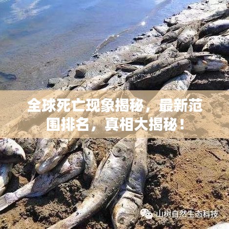 全球死亡现象揭秘，最新范围排名，真相大揭秘！