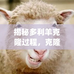 揭秘多利羊克隆过程，克隆技术的探索之旅
