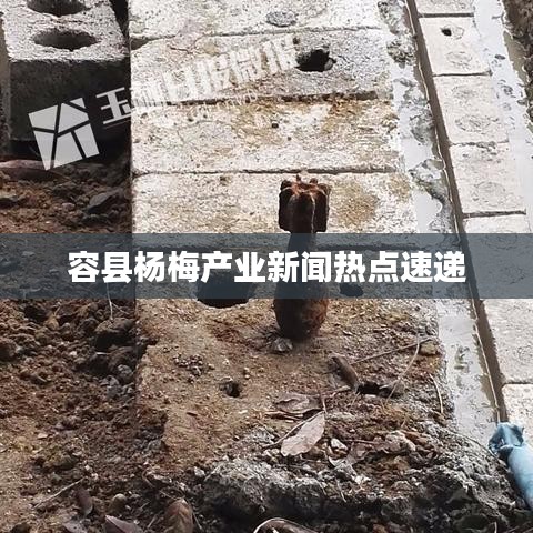 容县杨梅产业新闻热点速递