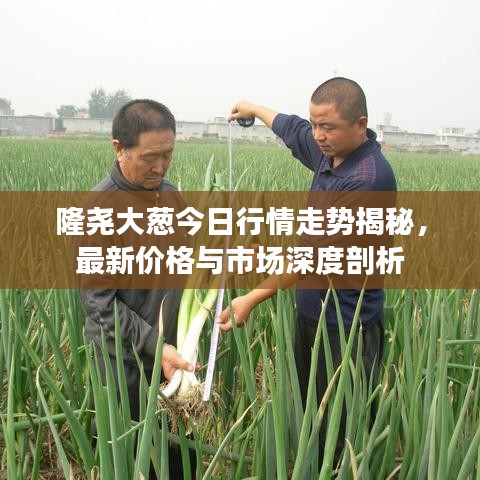 隆尧大葱今日行情走势揭秘，最新价格与市场深度剖析