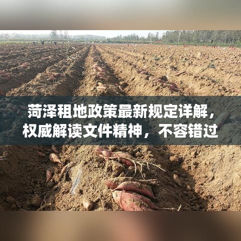 菏泽租地政策最新规定详解，权威解读文件精神，不容错过！