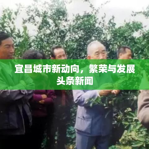 宜昌城市新动向，繁荣与发展头条新闻