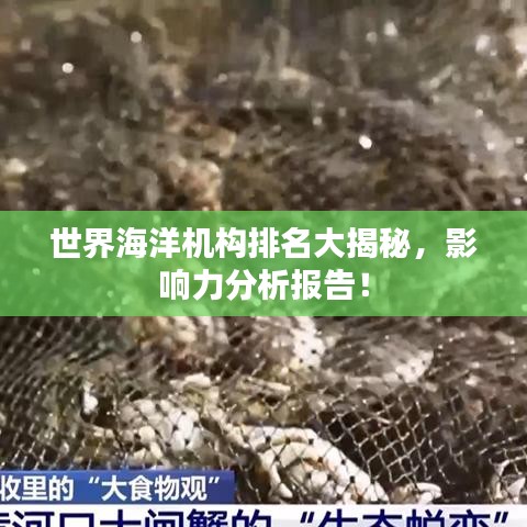世界海洋机构排名大揭秘，影响力分析报告！