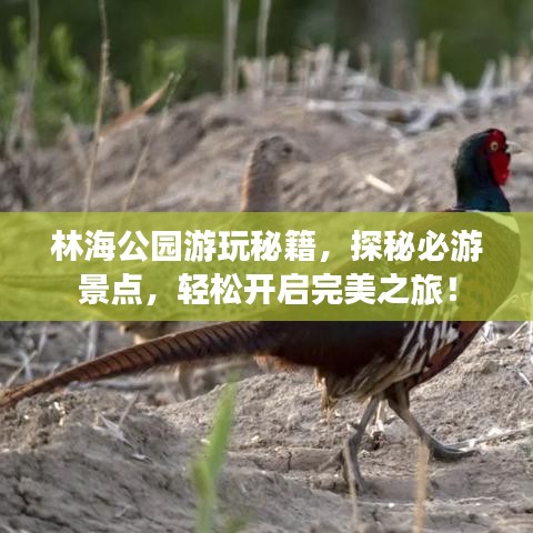 林海公园游玩秘籍，探秘必游景点，轻松开启完美之旅！