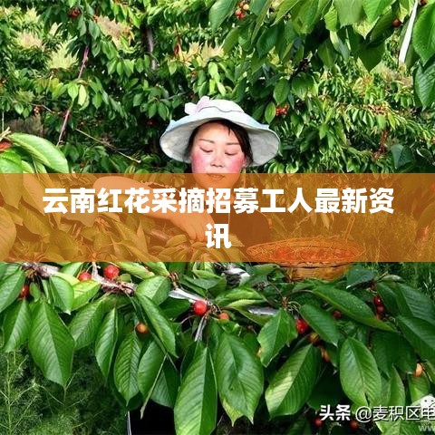 云南红花采摘招募工人最新资讯
