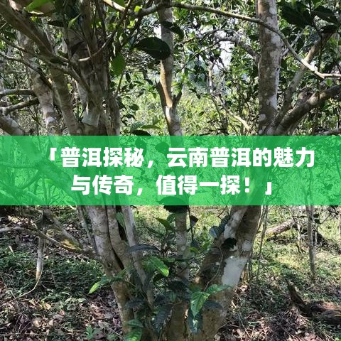 「普洱探秘，云南普洱的魅力与传奇，值得一探！」