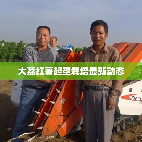 大荔红薯起垄栽培最新动态