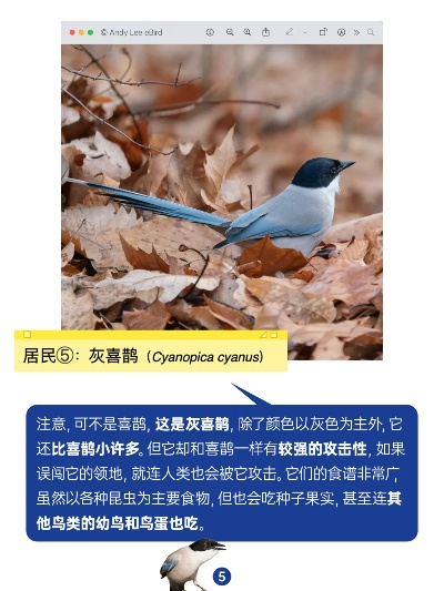 有鸟最新版本,重要性解释定义方法_挑战款_v2.920