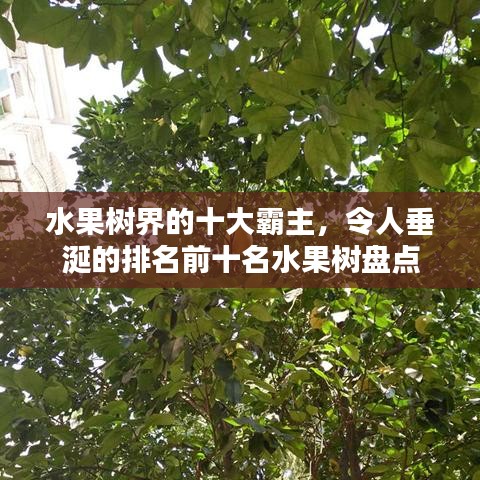 水果树界的十大霸主，令人垂涎的排名前十名水果树盘点