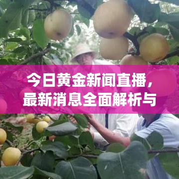 今日黄金新闻直播，最新消息全面解析与深度解读