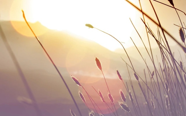 搜狗壁纸 官方下载及微信版本6.5.4,实效解读性策略 复古款_v10.110